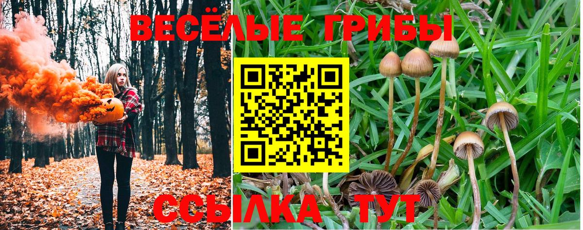 Галлюциногенные грибы Psilocybine cubensis Вязники